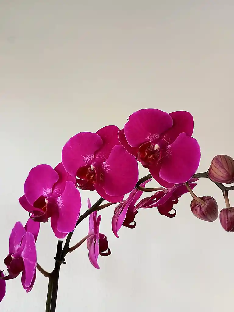 Orquídea Morada Intensa X2 Tallos