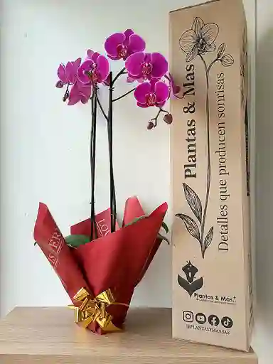 Orquídea Morada Intensa X2 Tallos