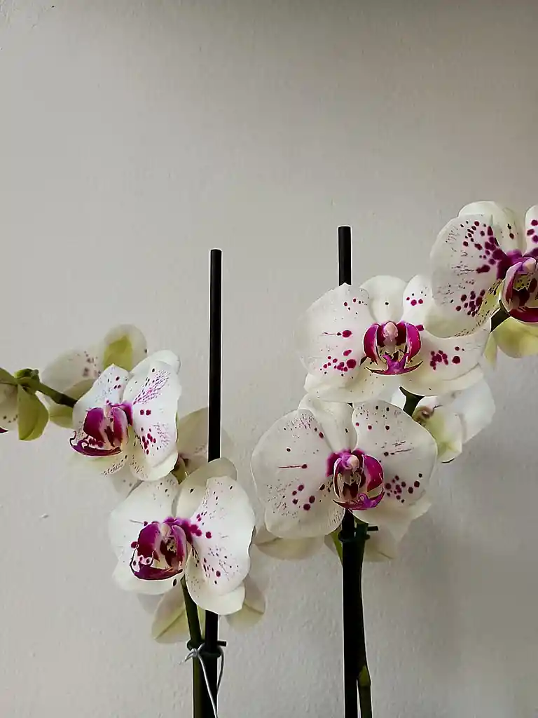 Orquídea Blanca Con Pintas Fucsias X2 Tallos