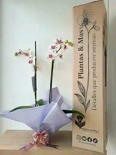 Orquídea Blanca Con Pintas Fucsias X2 Tallos