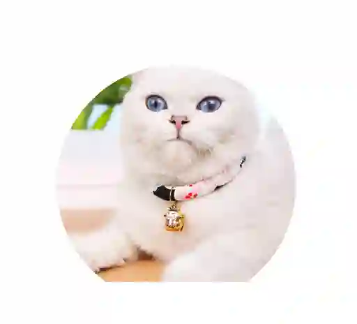 Collar Estilo Kimono L - Pa27l