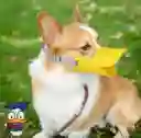Bozal Pico De Pato Bozal Para Perro Pequeño Talla S (tomar Medidas)