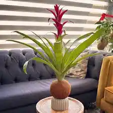 Bromelia En Kokedama
