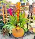 Bromelia En Kokedama