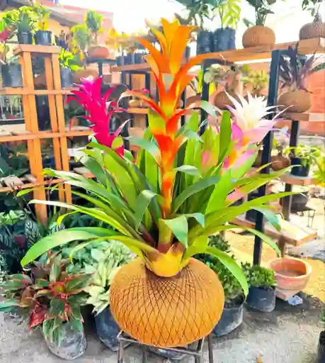 Bromelia En Kokedama