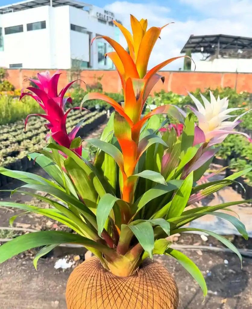Bromelia En Kokedama