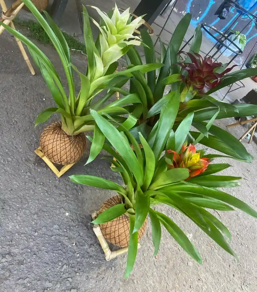 Bromelia En Kokedama