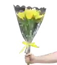 Lirio Amarillo