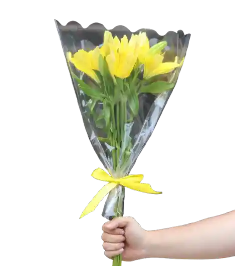 Lirio Amarillo