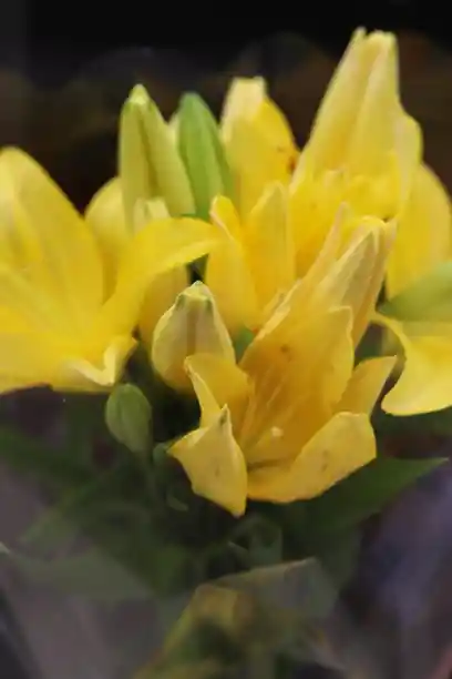 Lirio Amarillo