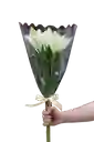 Lirio Blanco
