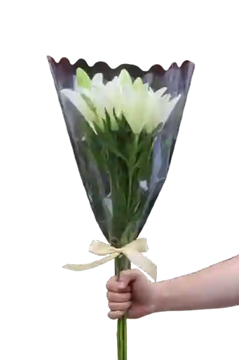 Lirio Blanco