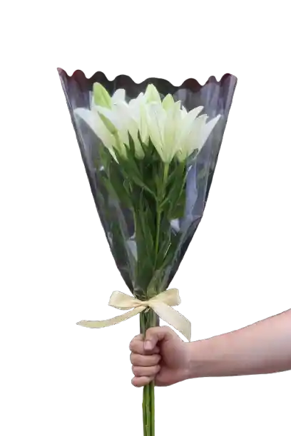 Lirio Blanco