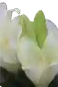 Lirio Blanco
