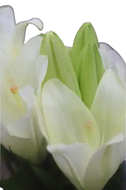 Lirio Blanco