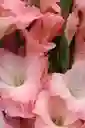 Bouquet Espada Floral