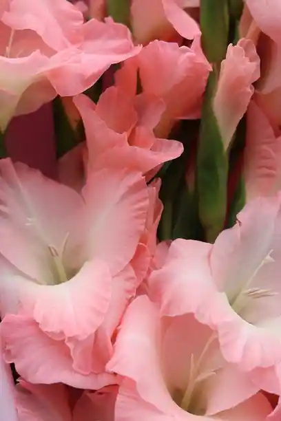 Bouquet Espada Floral