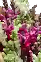 Bouquet Dragón Floreado