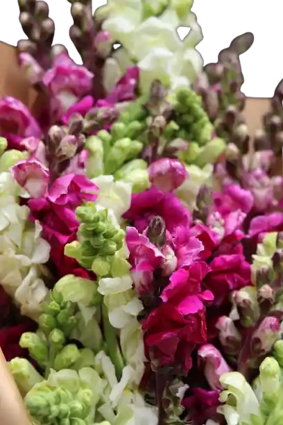 Bouquet Dragón Floreado