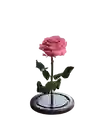Rosa Eterna Lila