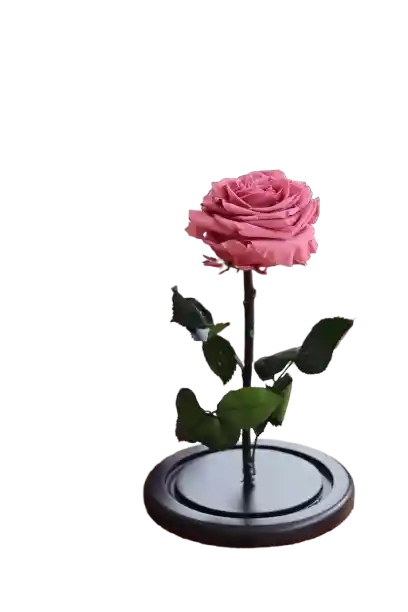 Rosa Eterna Lila