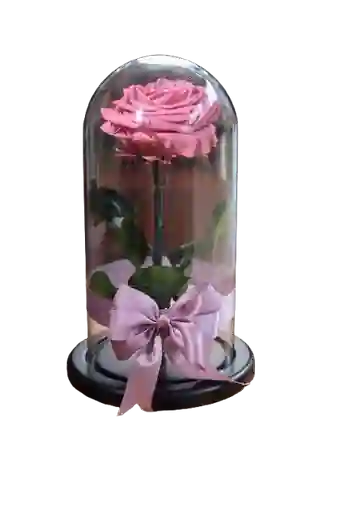 Rosa Eterna Lila