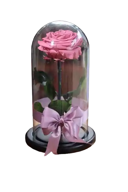 Rosa Eterna Lila