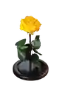 Rosa Eterna Amarilla