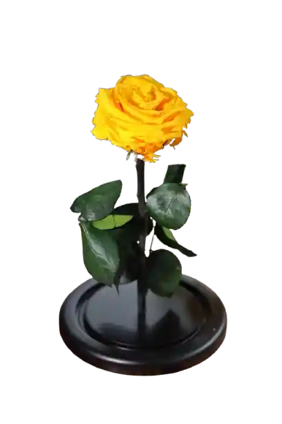 Rosa Eterna Amarilla