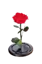 Rosa Eterna Roja