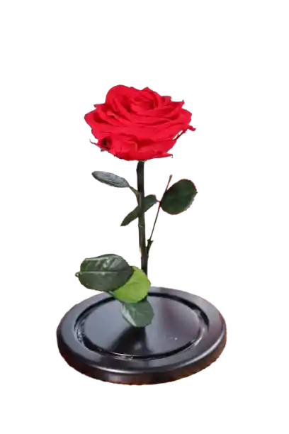 Rosa Eterna Roja