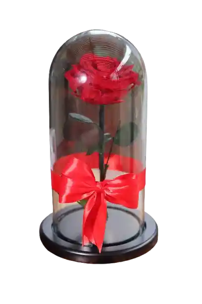 Rosa Eterna Roja