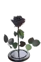 Rosa Eterna Negra