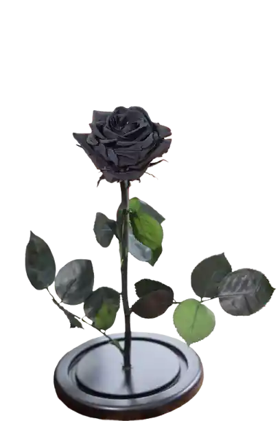 Rosa Eterna Negra