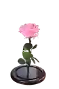 Rosa Eterna Rosada