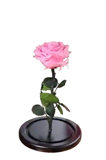 Rosa Eterna Rosada