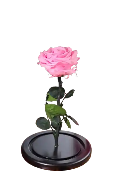 Rosa Eterna Rosada
