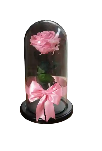 Rosa Eterna Rosada