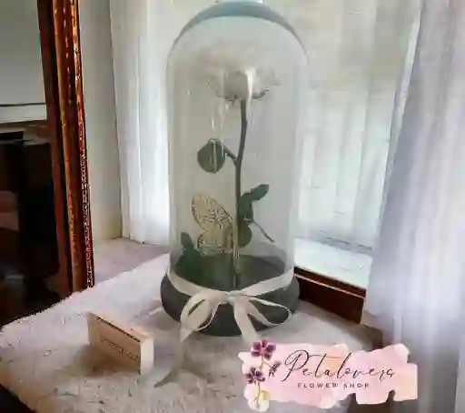 Rosa Preservada Blanca Inmaculada