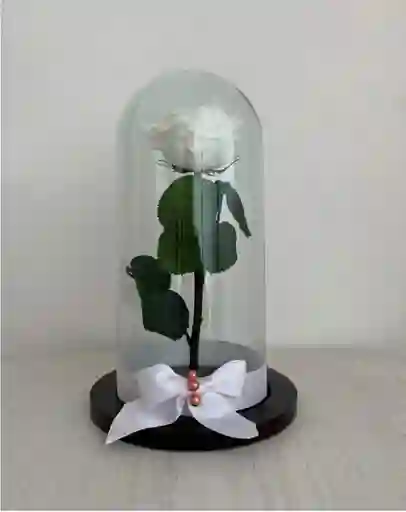 Rosa Preservada O Eterna Blanca