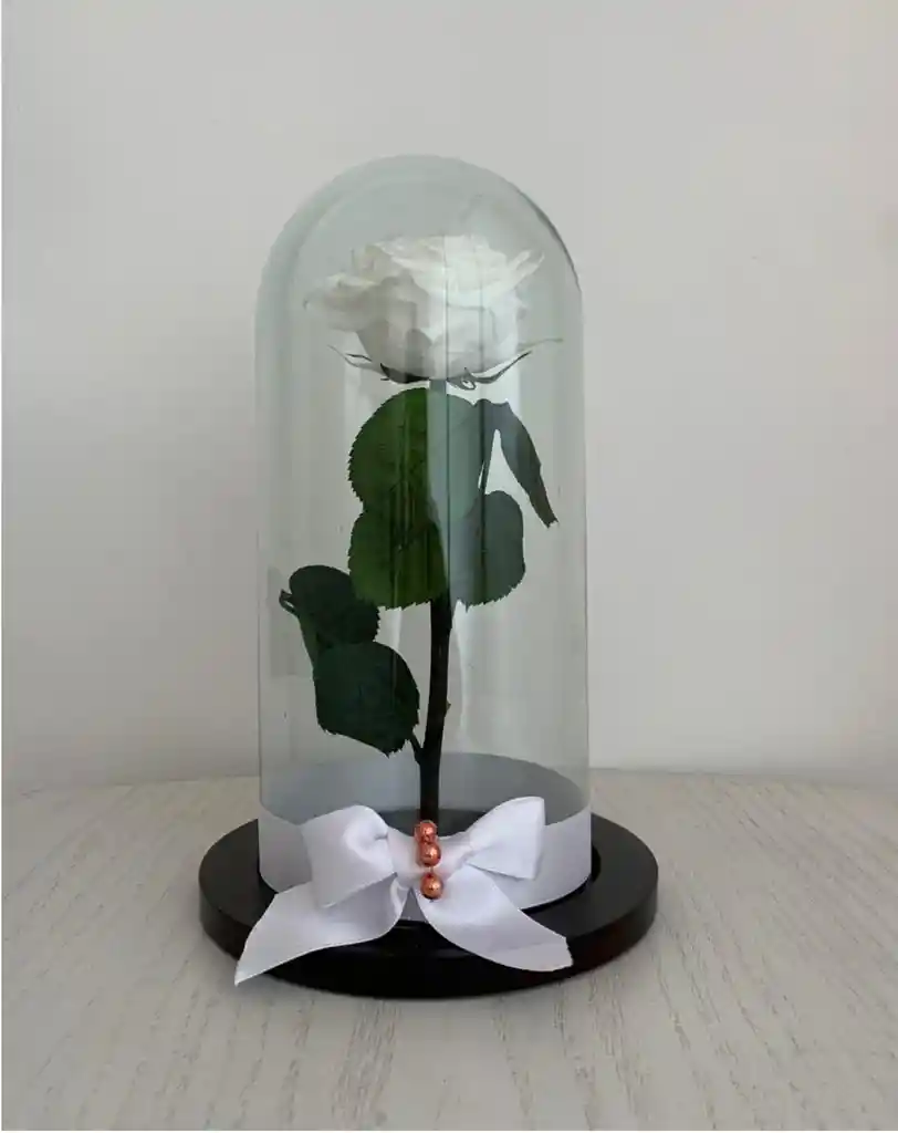 Rosa Preservada O Eterna Blanca