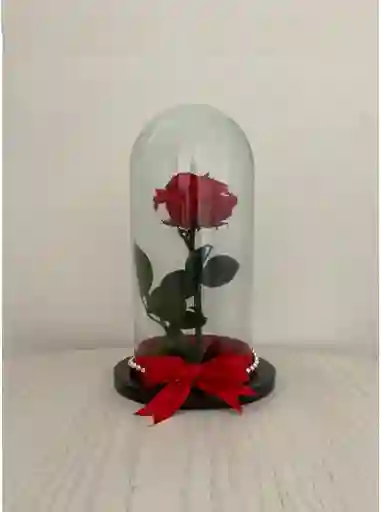 Rosa Roja Preservada O Eterna