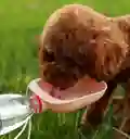 Botella De Agua Portatil Para Mascota Bebedero Para Perro Y Gato