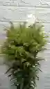 Follage Por 8 Varas Solidago