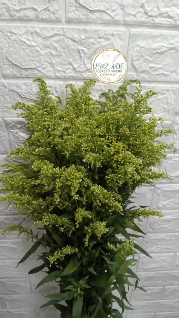 Follage Por 8 Varas Solidago