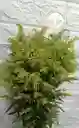 Follage Por 8 Varas Solidago