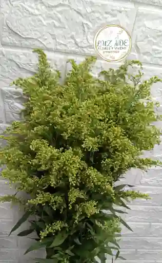 Follage Por 8 Varas Solidago