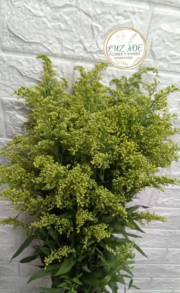 Follage Por 8 Varas Solidago