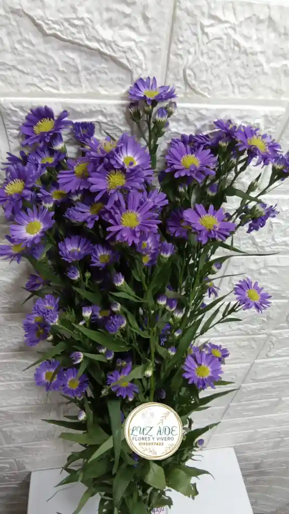 Follaje Aster Morado Por 7 Varas