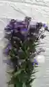 Follaje Aster Morado Por 7 Varas